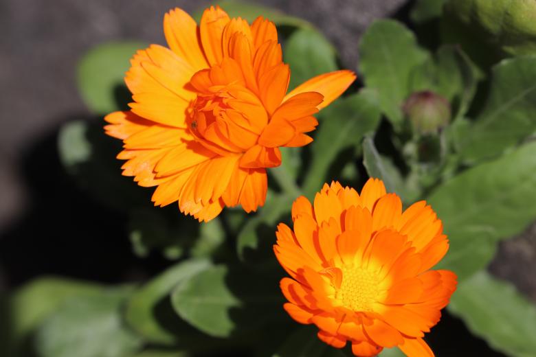 Free stock image of Orange Marigold Flowers created by GAIMARD Jacques