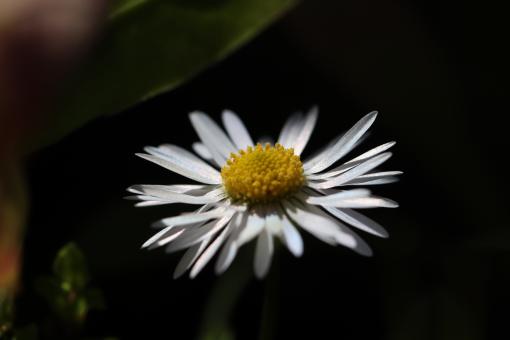 Free Stock Photo of White Flower Close-up