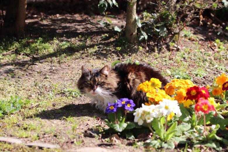 Free stock image of Professional Cat in a Cemetery created by GAIMARD Jacques