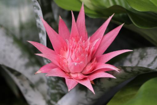 Bromeliad in a greenhouse - Free Stock Photo