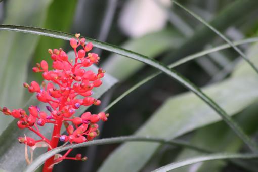 Free Stock Photo of Tropical flower in a greenhouse