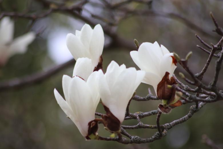 Free stock image of Magnolia spring flowers created by GAIMARD Jacques