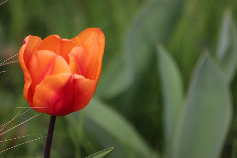 Free stock image of Very early tulip flower... created by GAIMARD Jacques