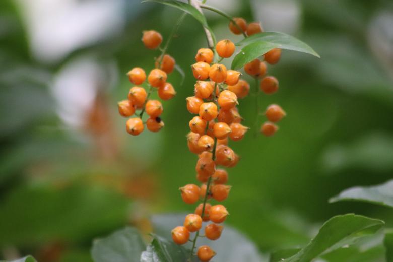 Free stock image of Tiny tropical flowers created by GAIMARD Jacques