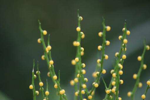 Free Stock Photo of Tiny fruits on a tropical plant (close-up)