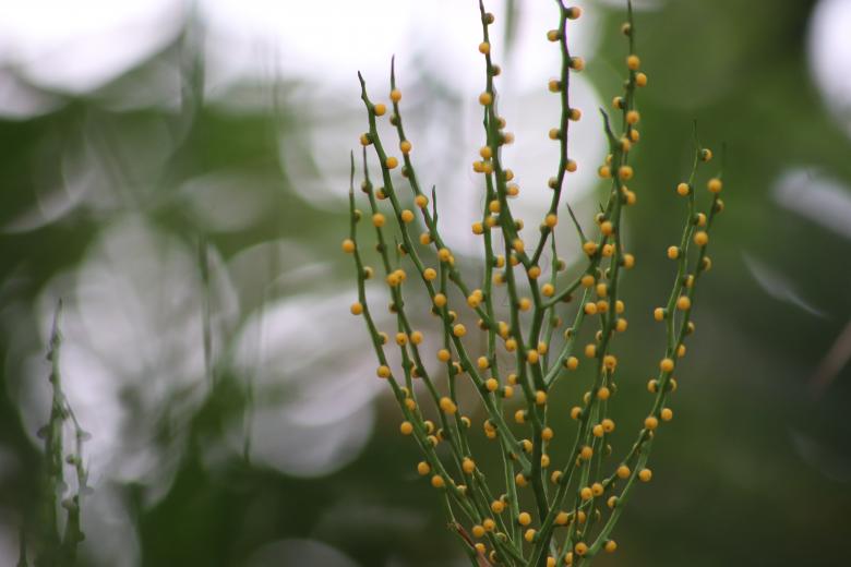 Free stock image of Tiny fruits on a tropical plant created by GAIMARD Jacques