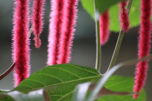 Free Stock Photo of Tropical flowers in a greenhouse