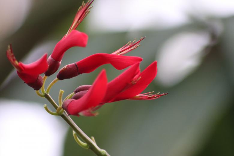 Free stock image of Red tropical flower close-up created by GAIMARD Jacques