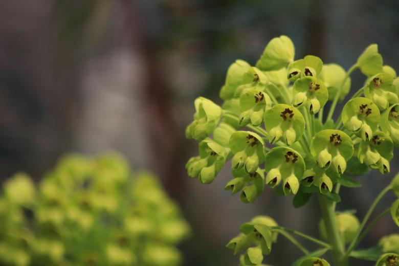 Free stock image of Garden plant blooming created by GAIMARD Jacques