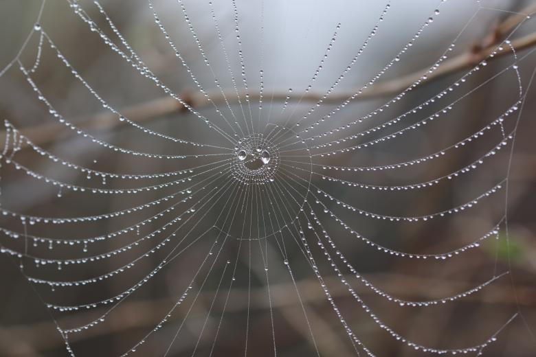 Free stock image of Artistic droplets on a spiderweb created by GAIMARD Jacques