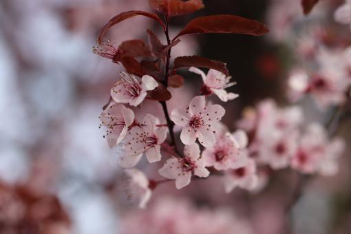 Spring flowers on a tree - Free Stock Photo