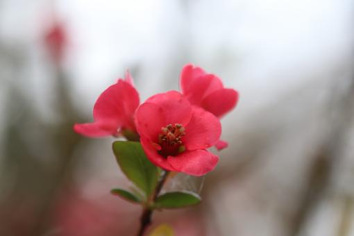Free Stock Photo of Red spring flower