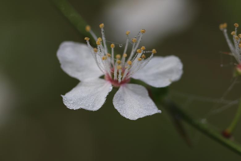 Free stock image of Spring flower covered with morning dew created by GAIMARD Jacques