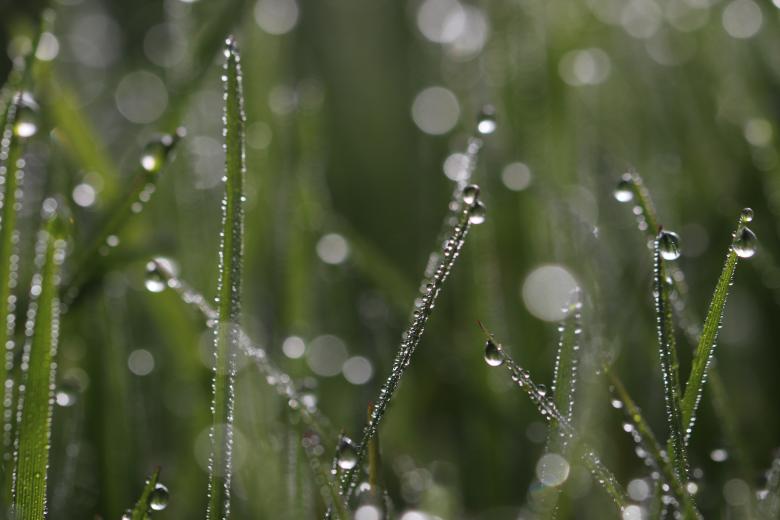 Free stock image of Droplets on weeds created by GAIMARD Jacques