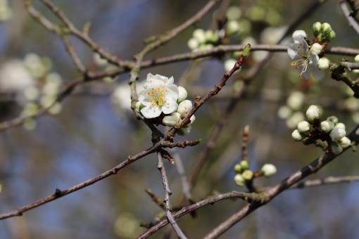 Free Stock Photo of Spring flowers on a tree