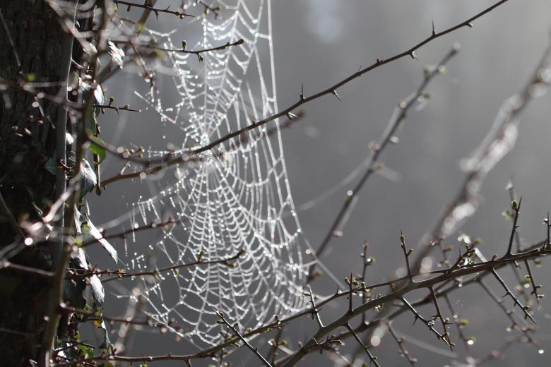Free stock image of Spiderweb with morning dew created by GAIMARD Jacques