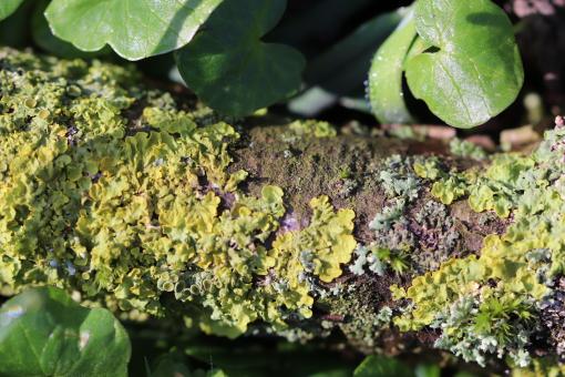Free Stock Photo of Lichen on a branch