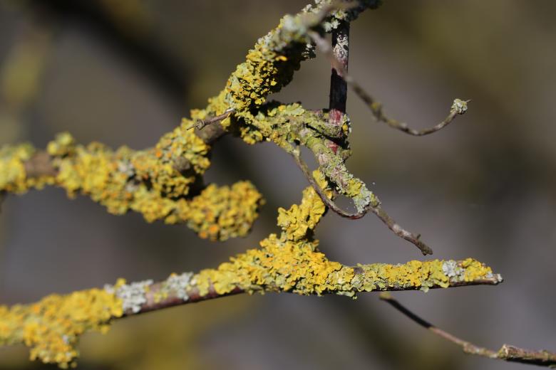 Free stock image of Lichen on a branch created by GAIMARD Jacques