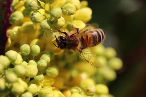 Free Stock Photo of Bee on its favorite spring flowers