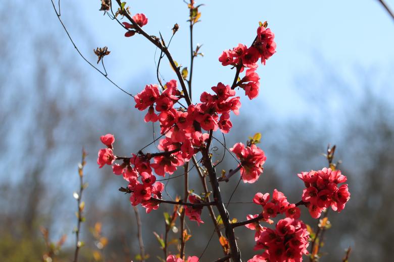 Free stock image of Red Spring Flowers created by GAIMARD Jacques