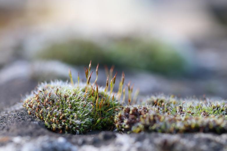 Free stock image of Moss on a stone grave created by GAIMARD Jacques