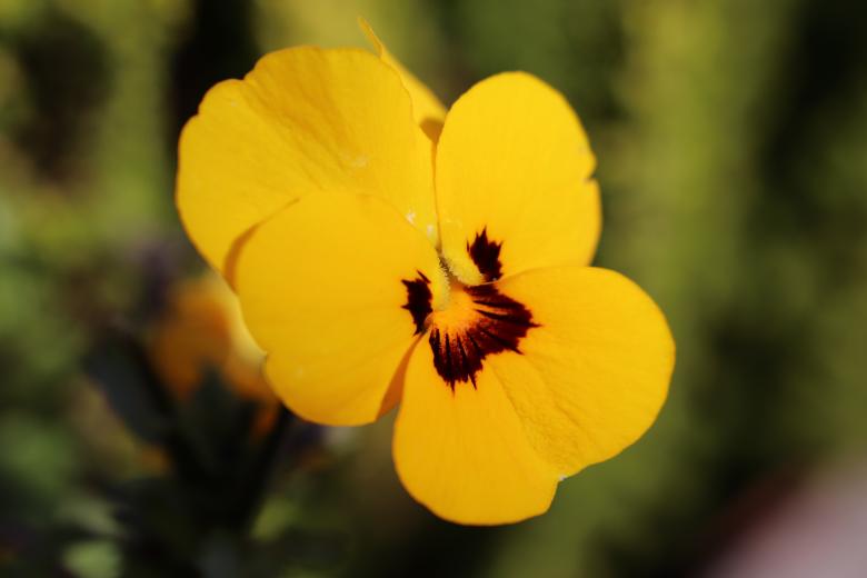 Free stock image of Yellow pansy created by GAIMARD Jacques