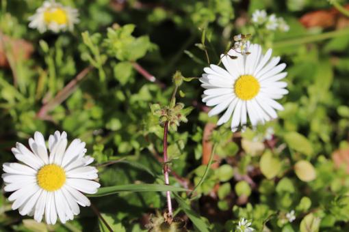Free Stock Photo of Daisies in a cemetery