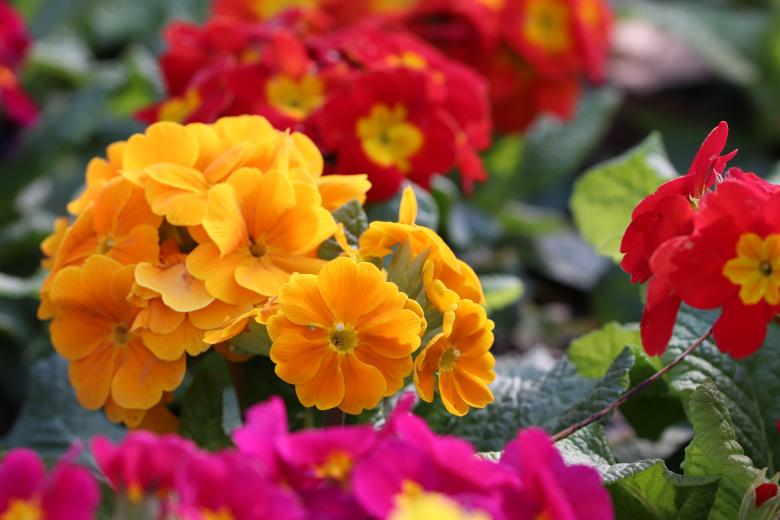 Free stock image of Colorful spring flowers created by GAIMARD Jacques