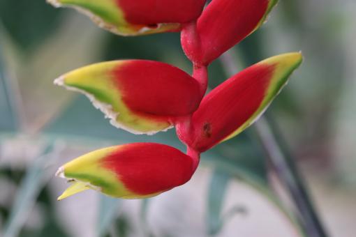 Free Stock Photo of Bromeliad close-up