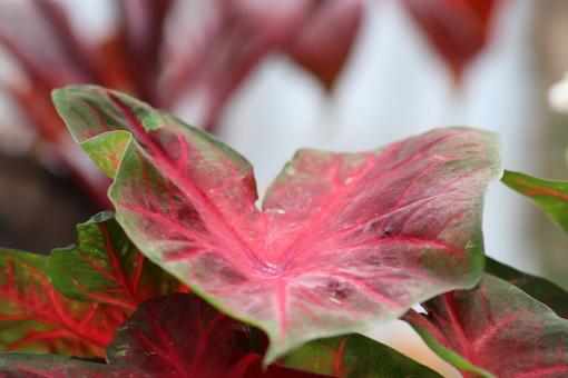 Beautiful tropical plant leaves - Free Stock Photo