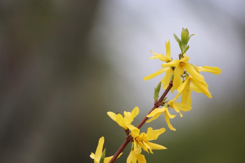 Free stock image of Forsythia flowers created by GAIMARD Jacques