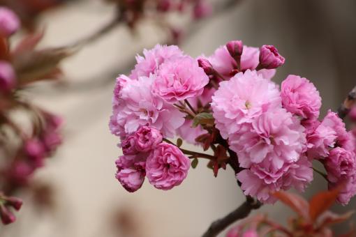 Pink cherry blossoms in march - Free Stock Photo