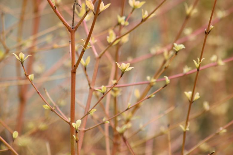 Free stock image of Willow tree first leaves created by GAIMARD Jacques
