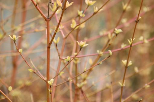 Willow tree first leaves - Free Stock Photo