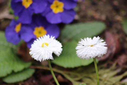 Free Stock Photo of First daisies of the season