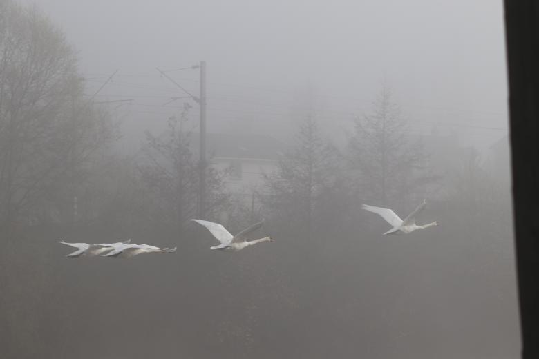Free stock image of Swans flying over a river created by GAIMARD Jacques