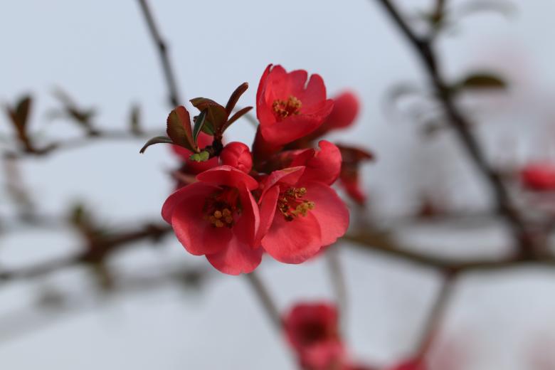 Free stock image of Shrub blooming in march created by GAIMARD Jacques