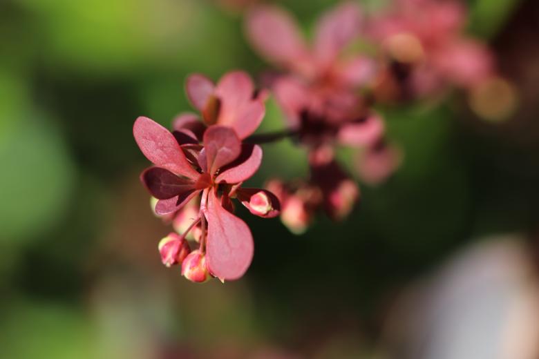 Free stock image of Red leaves shrub ready to blossom created by GAIMARD Jacques