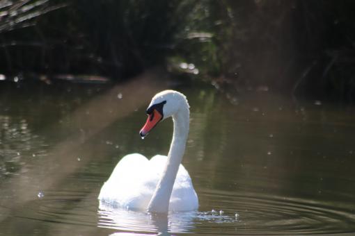 Free Stock Photo of White swan in a lake