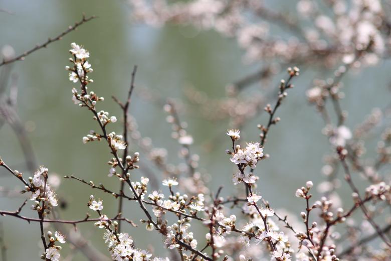 Free stock image of Early spring flowers created by GAIMARD Jacques