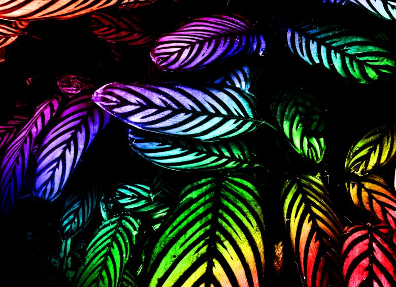 Free stock image of Colorful Leaves - Background created by Jack Moreh