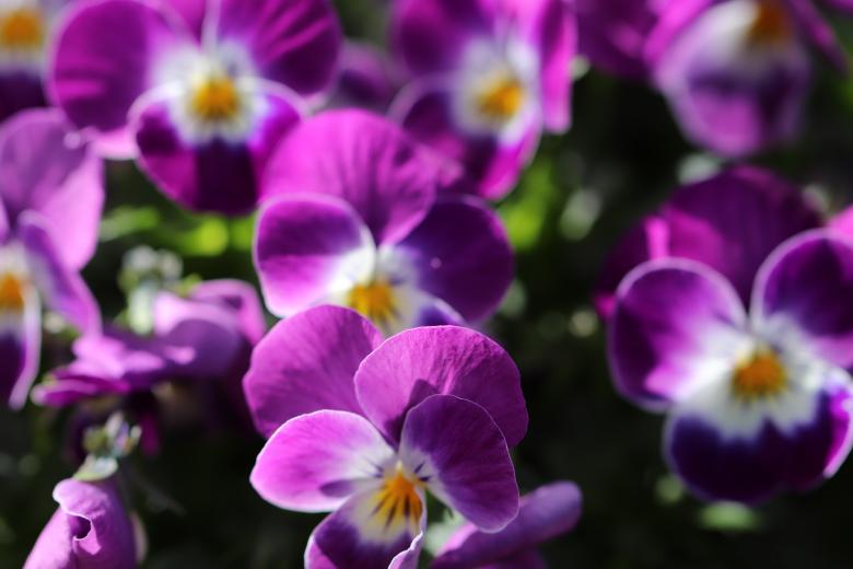 Free stock image of Purple spring flowers in a cemetery created by GAIMARD Jacques