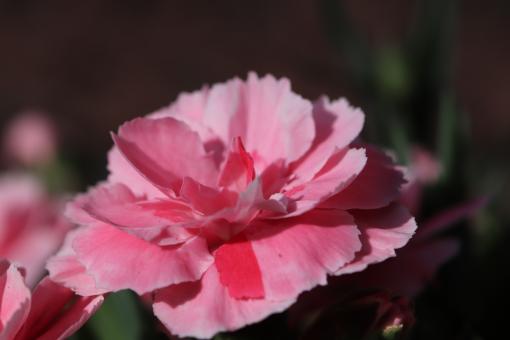 Free Stock Photo of Pink flower on a grave