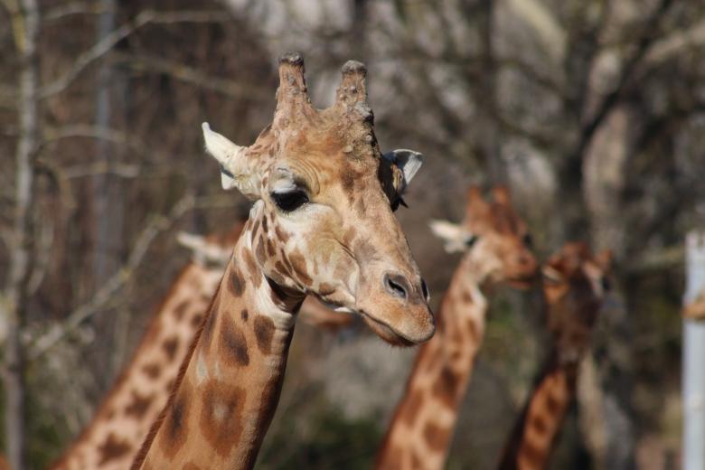 Free stock image of Old giraffe in a zoo created by GAIMARD Jacques