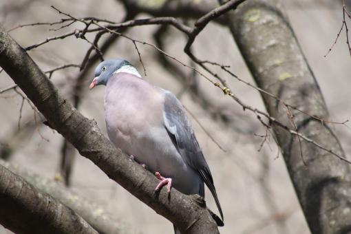 Free Stock Photo of Pigeon on its branch