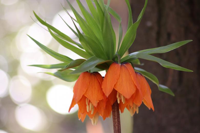 Free stock image of Fritillaria's close-up created by GAIMARD Jacques