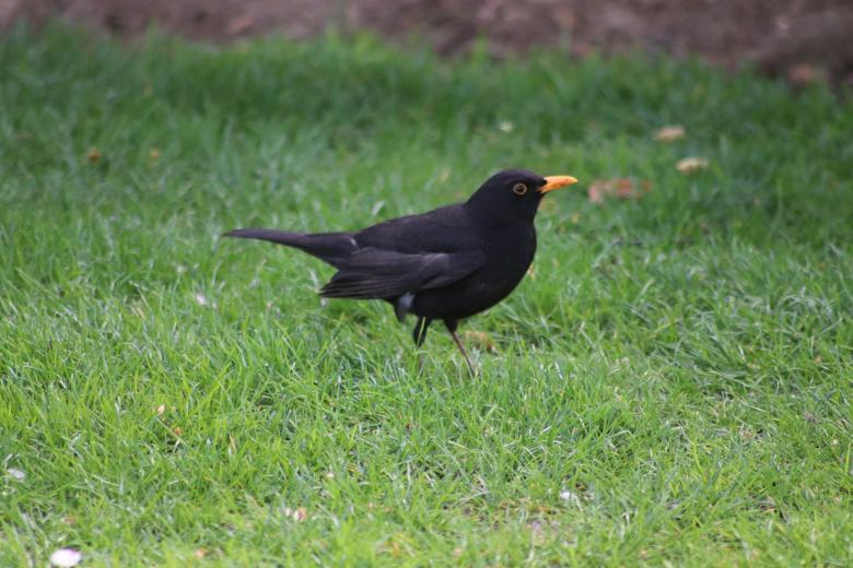 Free stock image of Black bird on the green grass created by GAIMARD Jacques