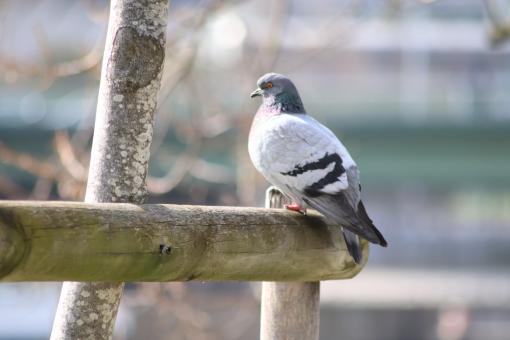 Free Stock Photo of Pigeon sunbathing
