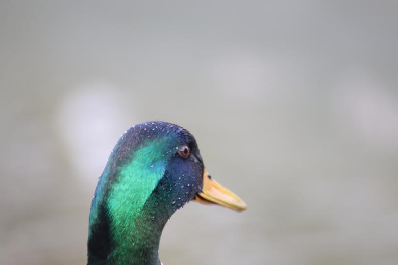 Free stock image of Duck's head created by GAIMARD Jacques