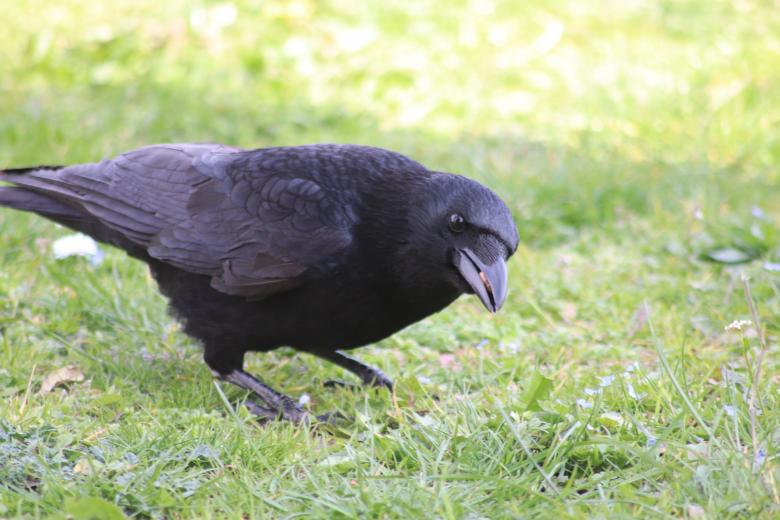 Free stock image of Crow picking food on the grass created by GAIMARD Jacques